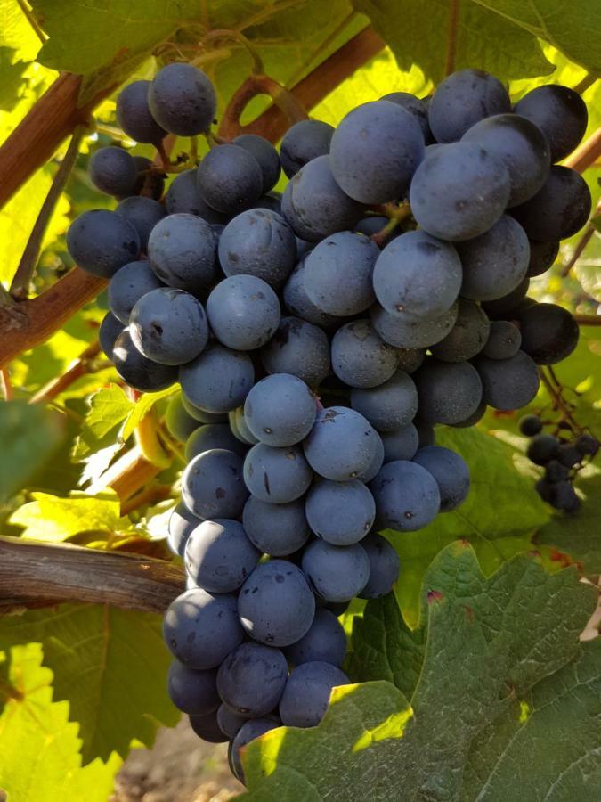 Weingut & Gaestehaus Nagel Kapellen-Drusweiler Buitenkant foto