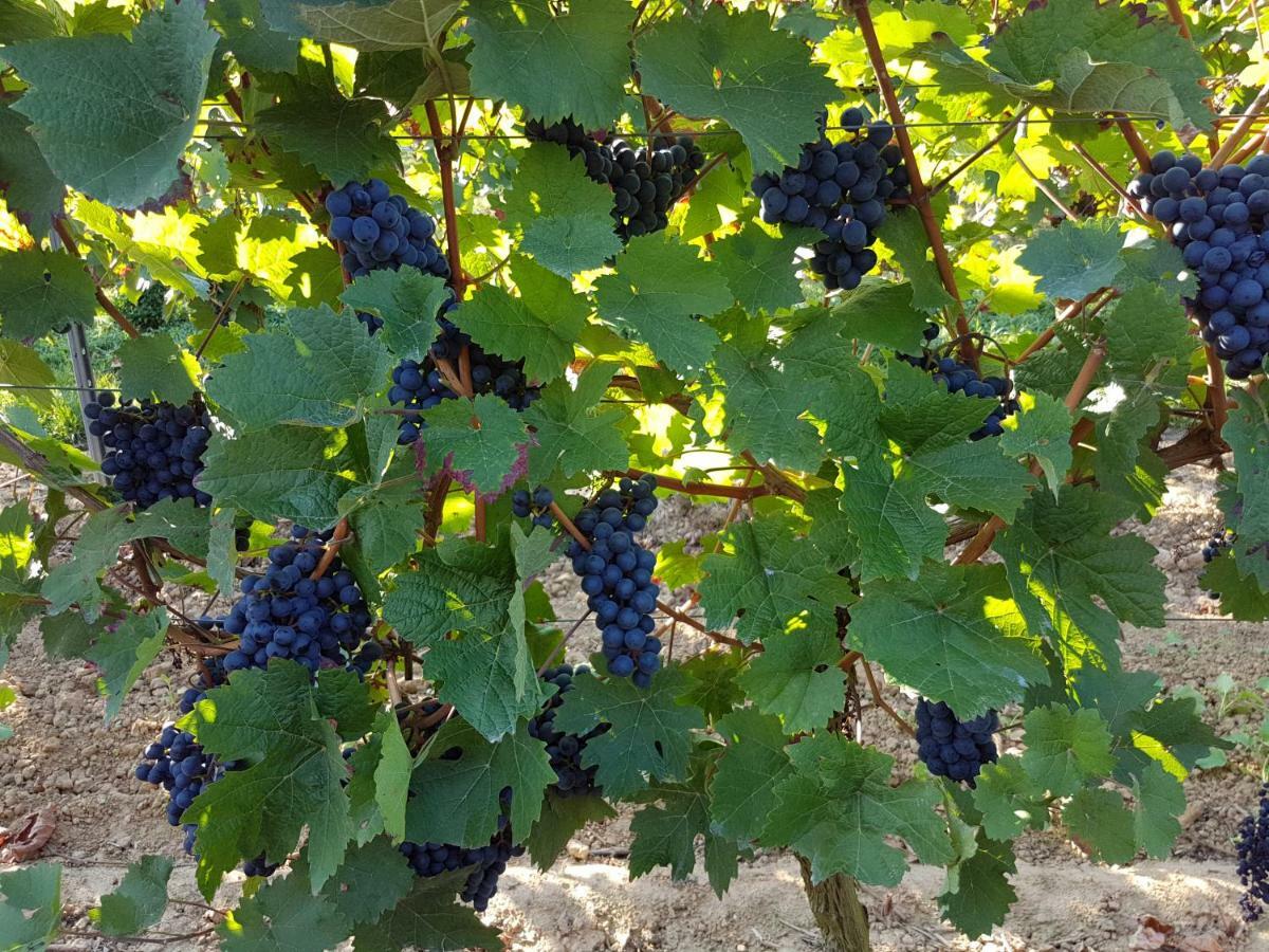 Weingut & Gaestehaus Nagel Kapellen-Drusweiler Buitenkant foto