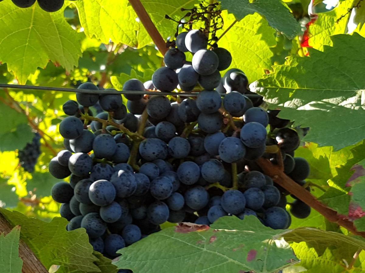Weingut & Gaestehaus Nagel Kapellen-Drusweiler Buitenkant foto